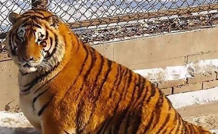 Жители Интернета обсуждают толстых тигров в китайском зоопарке