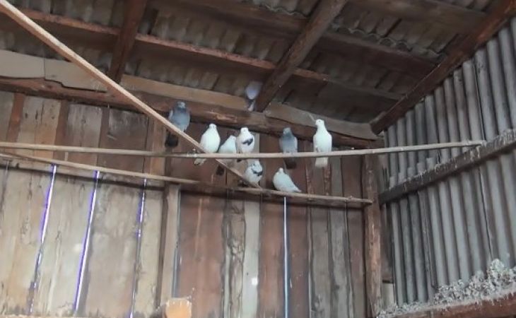 Пять лет грозит жителю Камня-на-Оби за кражу голубей