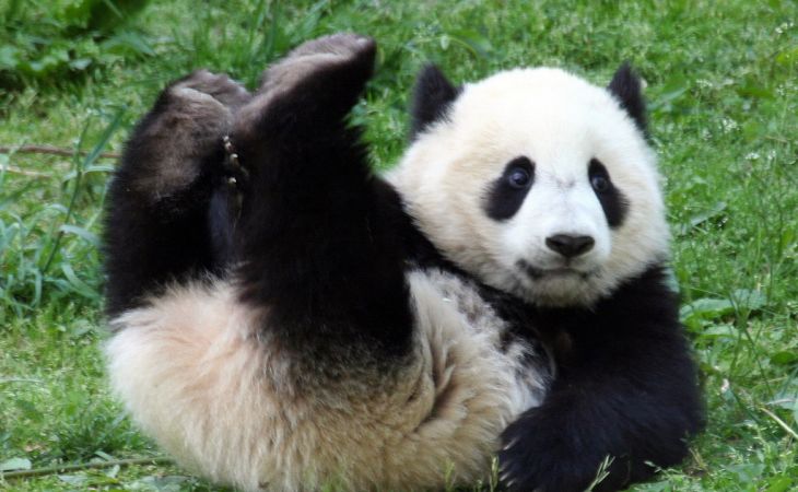 В Китае дикая панда напала на козу и съела её