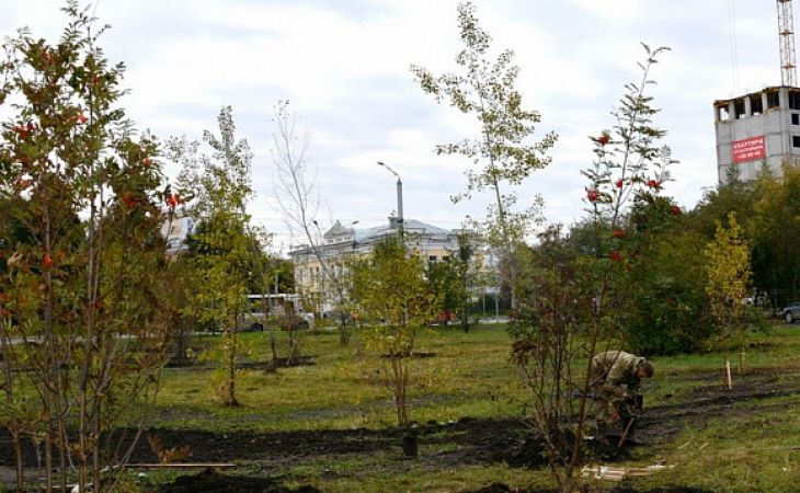 В Барнауле вместо спиленных деревьев высаживают рябины
