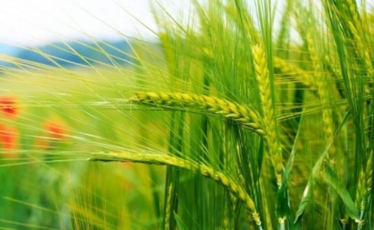Свыше 116 млрд рублей направил Россельхозбанк на развитие растениеводства
