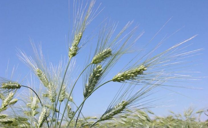 Алтайский СПК "Тамбовский" показал рекордный урожай яровой пшеницы