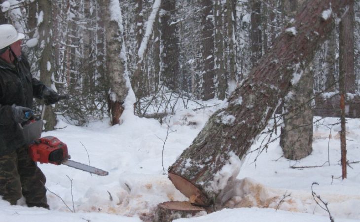 Сотрудники УФСИН заставляли заключенных незаконно вырубать алтайский лес