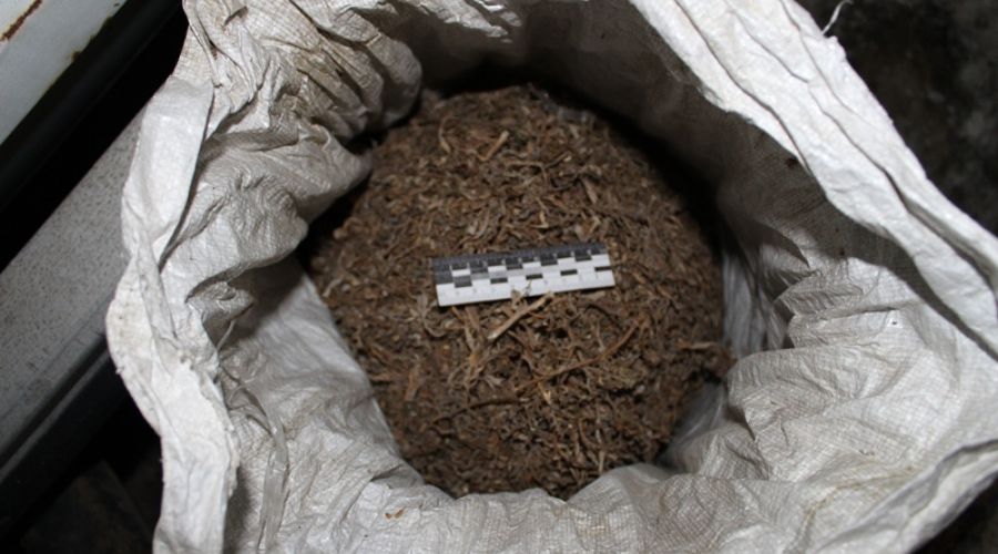Большой куш: алтайские полицейские изъяли 2,5 кг марихуаны