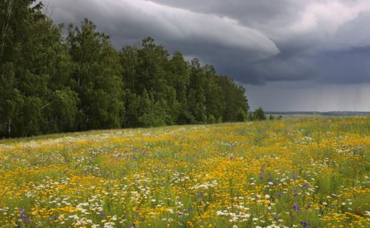 Погода в Алтайском крае 29-31 мая: в ожидании летнего тепла