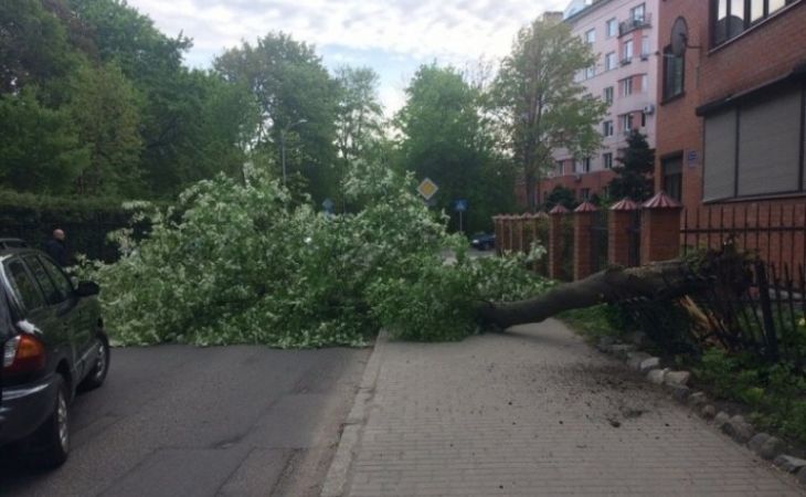 Ураганный ветер валит деревья в Барнауле