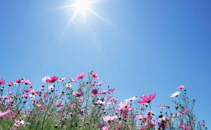 Солнечная погода установится в Алтайском крае в первые дни лета