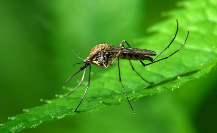 Почему в Барнауле началось нашествие комаров?
