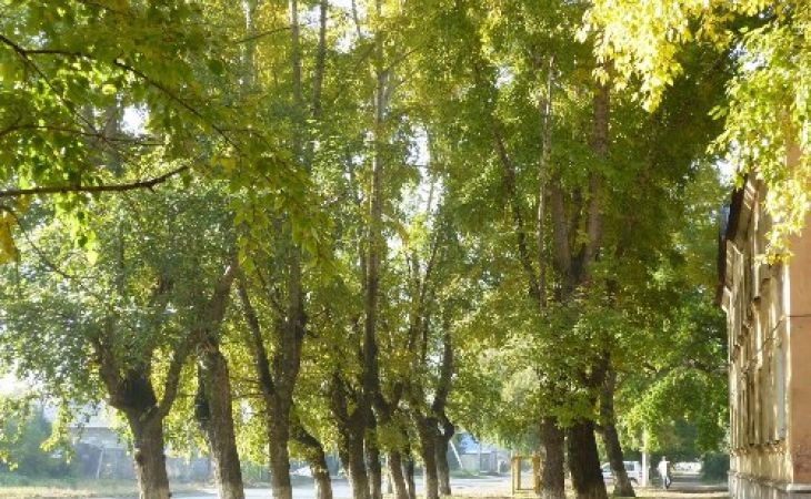 500 новых деревьев и 3000 кустарников высадят в Барнауле до ноября