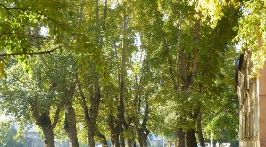 500 новых деревьев и 3000 кустарников высадят в Барнауле до ноября