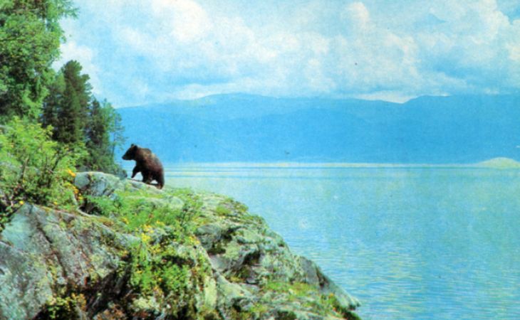 Три медведя переплыли озеро Телецкое в Горном Алтае