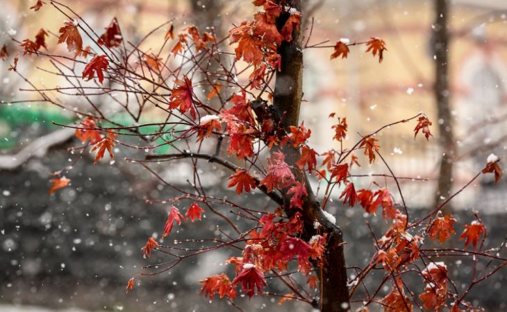 Погода 15 октября в Алтайском крае: дожди и мокрый снег