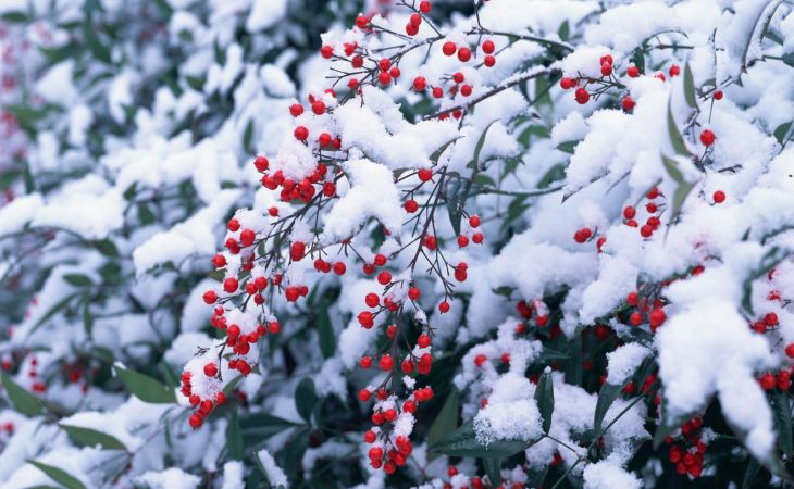 Погода 14 декабря в Алтайском крае: тепло, снег и метели