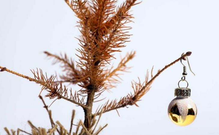 Куда барнаульцы могут сдать ненужные елки после Нового года?