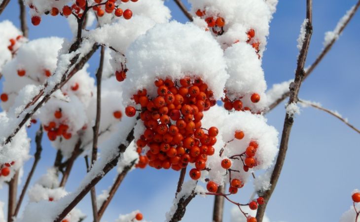 Какая погода ждет жителей Алтайского края 4 февраля