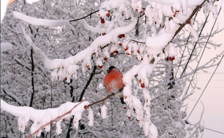 Погода 21 февраля в Алтайском крае: снег и до +5 градусов