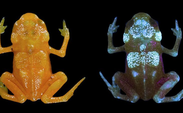 Ученые нашли два вида "нано-жаб" со светящимся скелетом