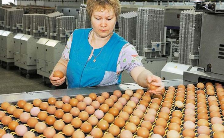 Птицефабрики Алтайского края произвели рекодное количество яиц