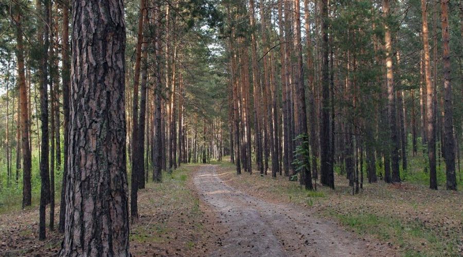 Тело молодого парня найдено в барнаульском бору