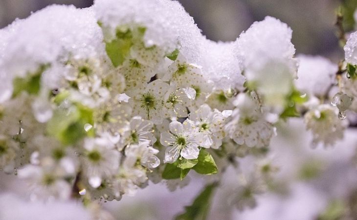Погода 15 мая в Алтайском крае: дождь, снег, ветер
