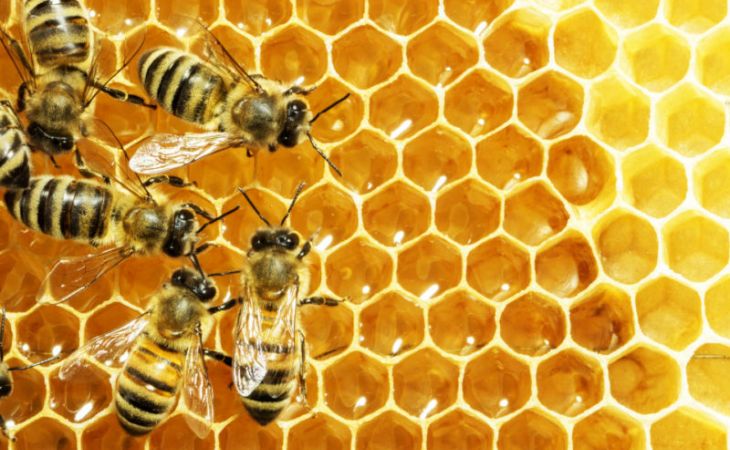 Алтайский край вошел в топ-регионов с массовой гибелью пчел