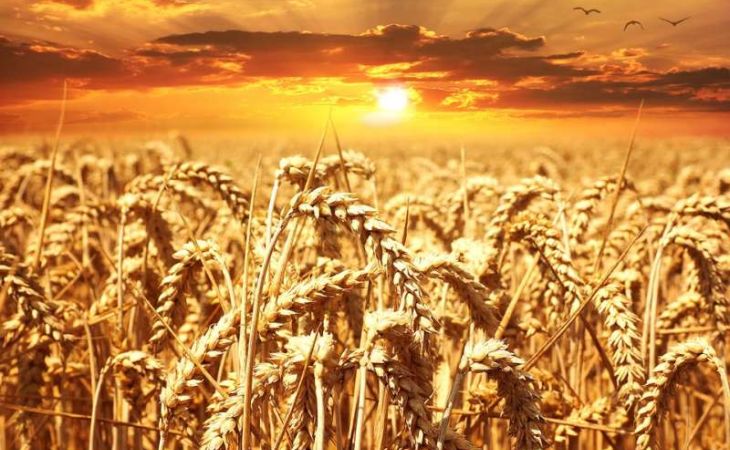 Эксперты подтвердили высокое качество зерна нового урожая в Алтайском крае
