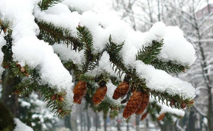 Погода 23 декабря в Алтайском крае: небольшой снег и до -11 градусов