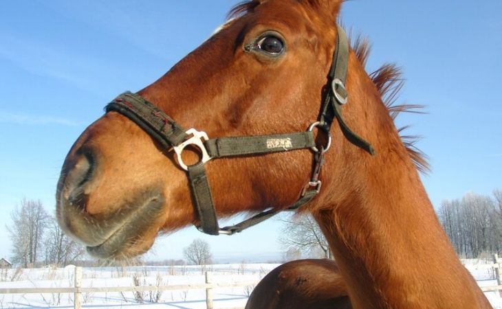 Барнаульских лошадей будут кормить новогодними ёлками