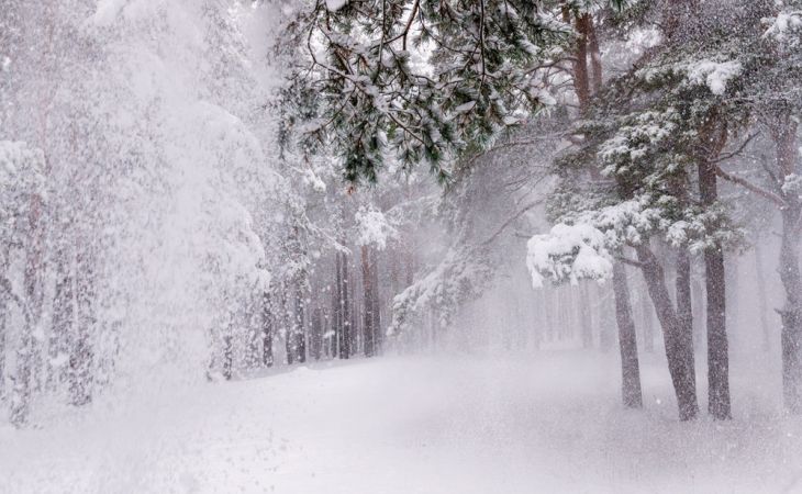 Погода 10 марта в Алтайском крае: снег, метели, ветер