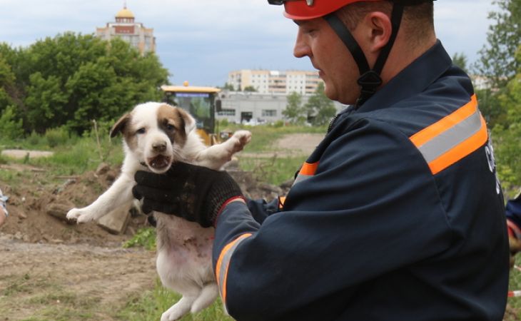 Фотоэссе: барнаульские спасатели вызволили четверых щенков из-под бетонных плит