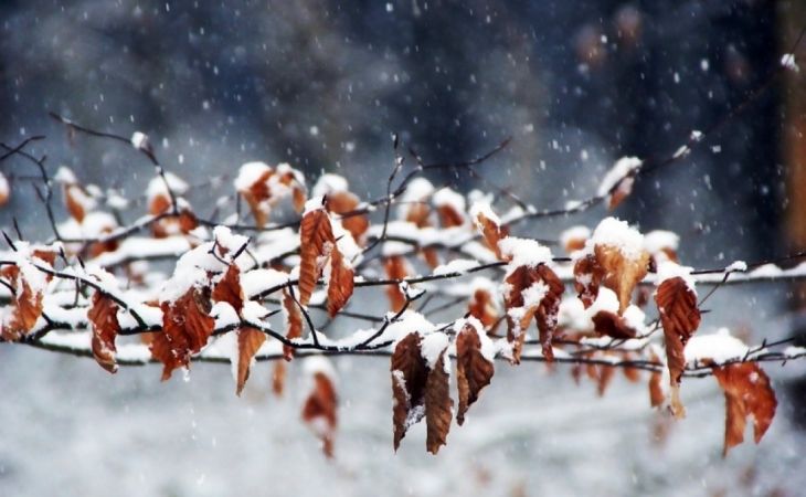 Погода 12 ноября в Алтайском крае: мокрый снег и похолодание