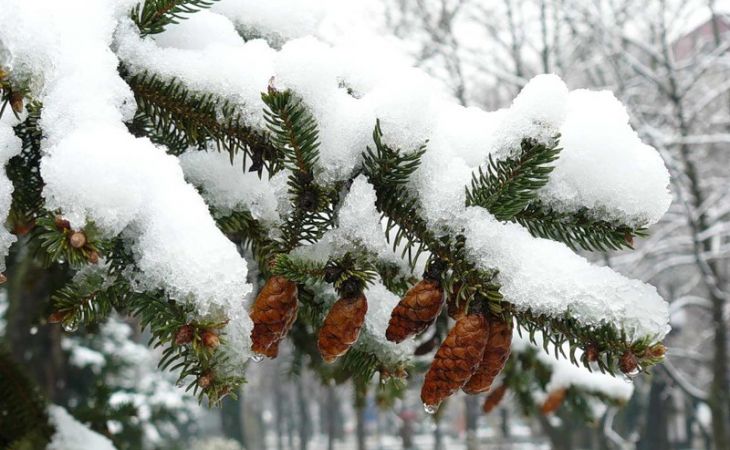 Погода 18 декабря в Алтайском крае: без осадков и тепло
