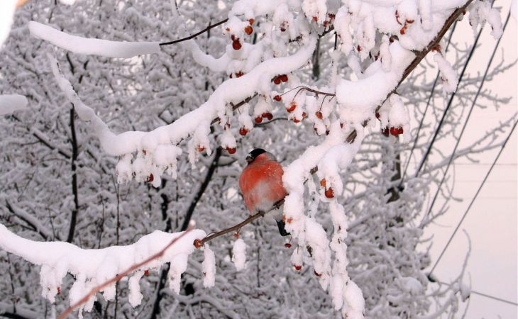 Погода 1 февраля в Алтайском крае: без осадков и до -12 градусов
