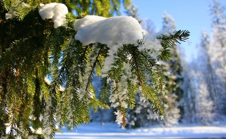 Погода 2 февраля в Алтайском крае: без осадков и до -12 градусов