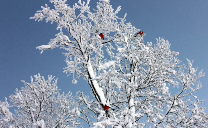 Погода 25 февраля в Алтайском крае: снег, метели и до -17 градусов