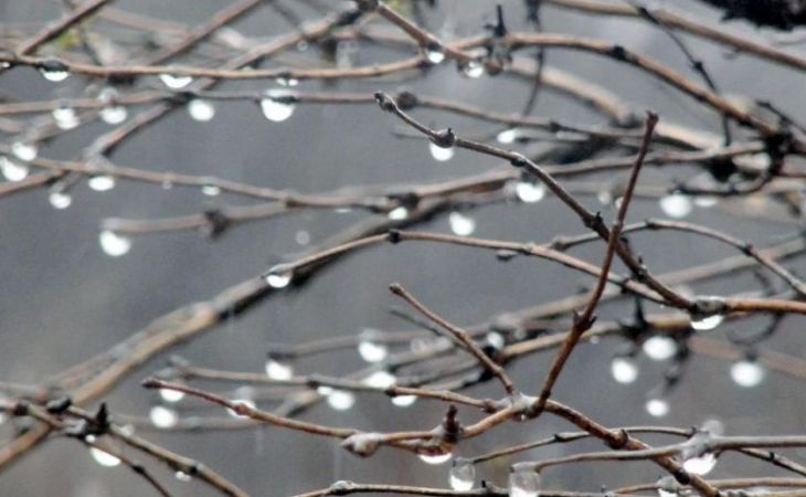 Дождь и небольшое похолодание прогнозируют синоптики 7 апреля на Алтае