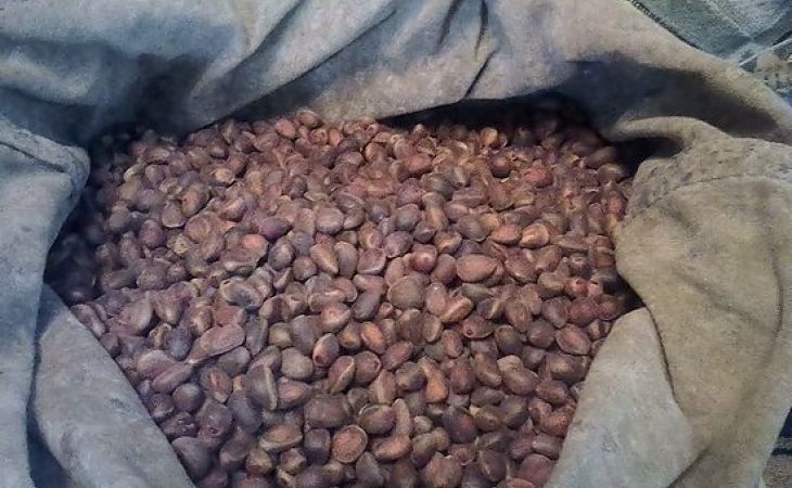 Житель Алтайского края был задержан в Забайкалье с 6 тоннами контрабандного кедрового ореха