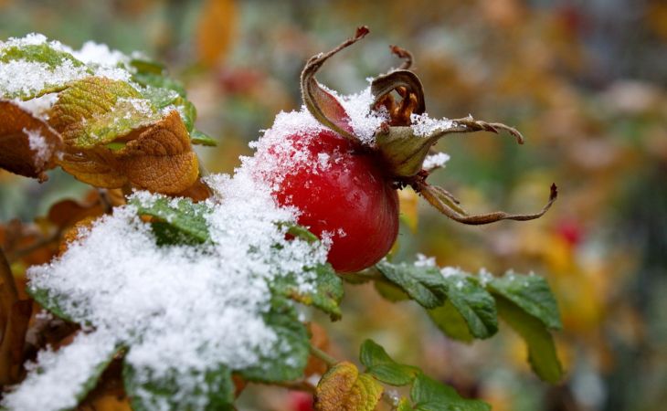 Погода 11 ноября в Алтайском крае: ветер, снег с дождем и до +6 градусов
