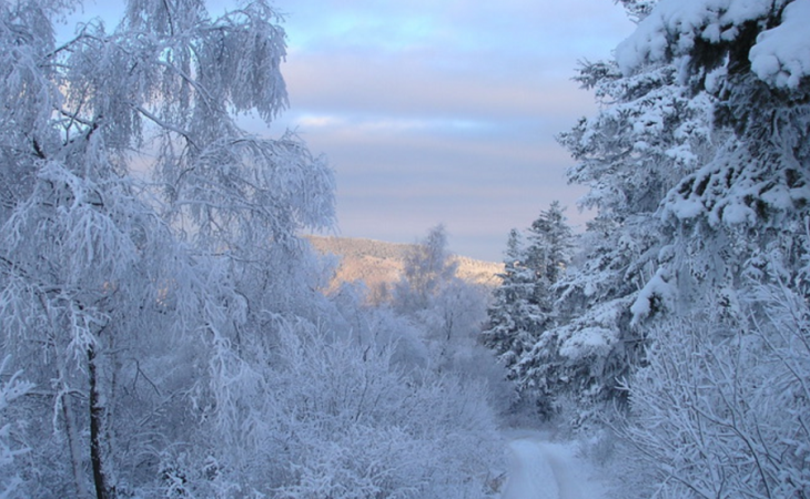 Погода 24 января в Алтайском крае: без осадков и до -19 градусов