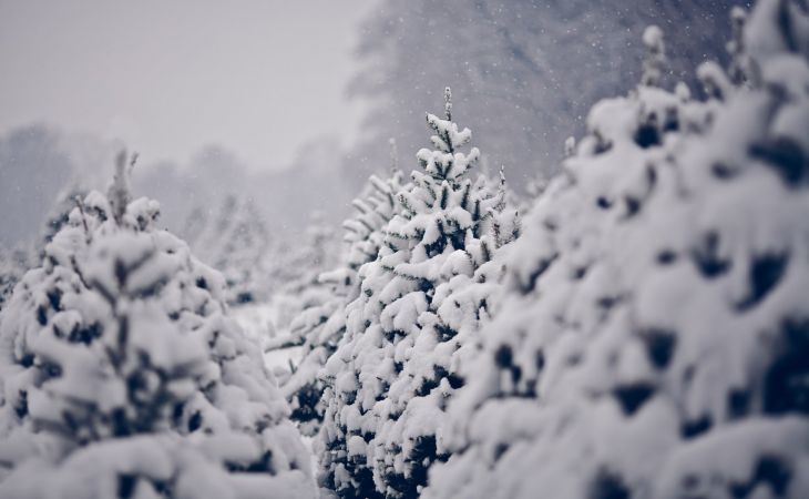 Погода 8 февраля в Алтайском крае: небольшой снег и до -1 градуса