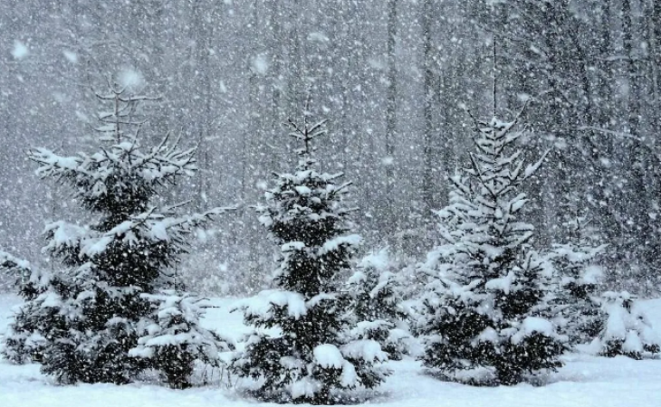 Погода 24 марта в Алтайском крае: ветер, снег и метели